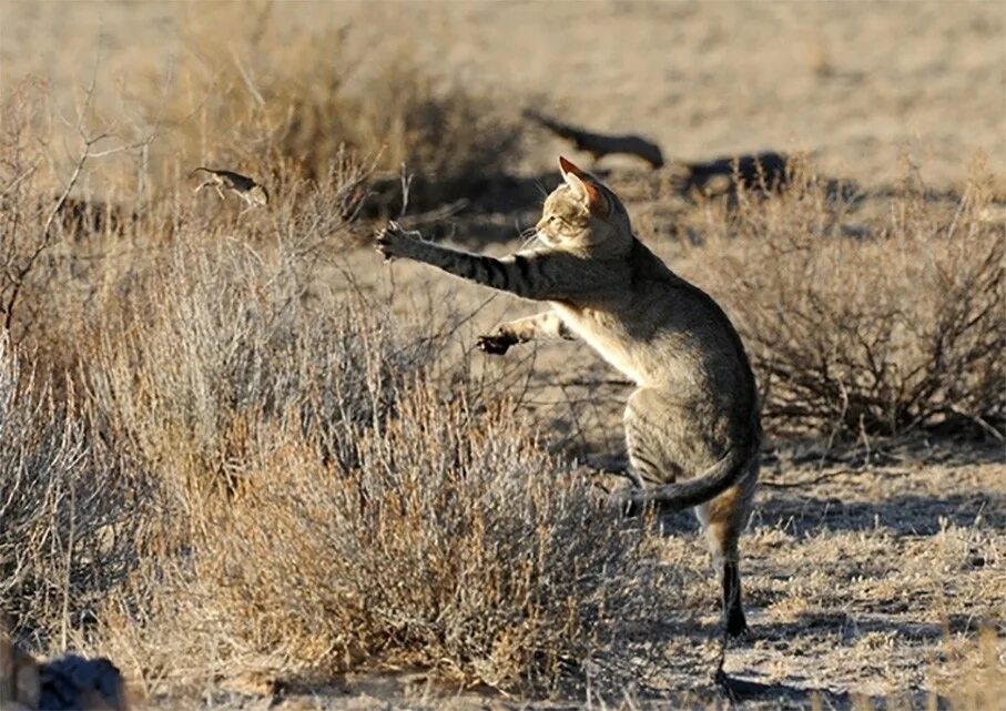 Кот добыча. Степной кот Felis Silvestris. Степная кошка (Felis Libyca). Степной камышовый кот. Камышовый кот на охоте.