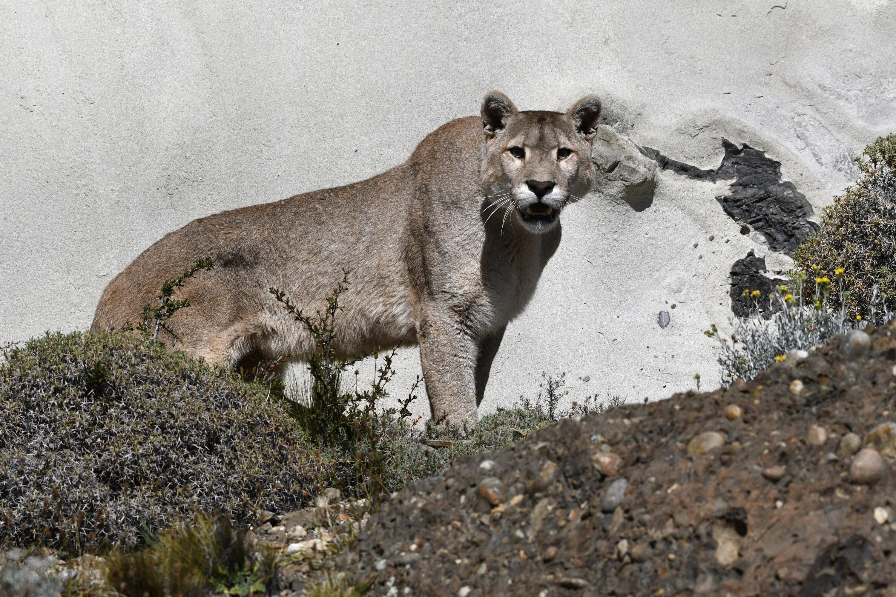 Чилийская Пума. Пума Патагония. Чилийская патагонская Пума. Puma concolor Puma. Пума на английском