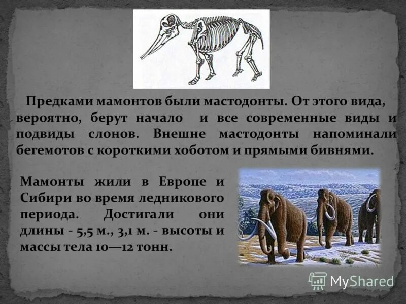 Где жили мамонты. Предки Мамонтов. Мамонты обитание. Ареал Мамонтов в России.