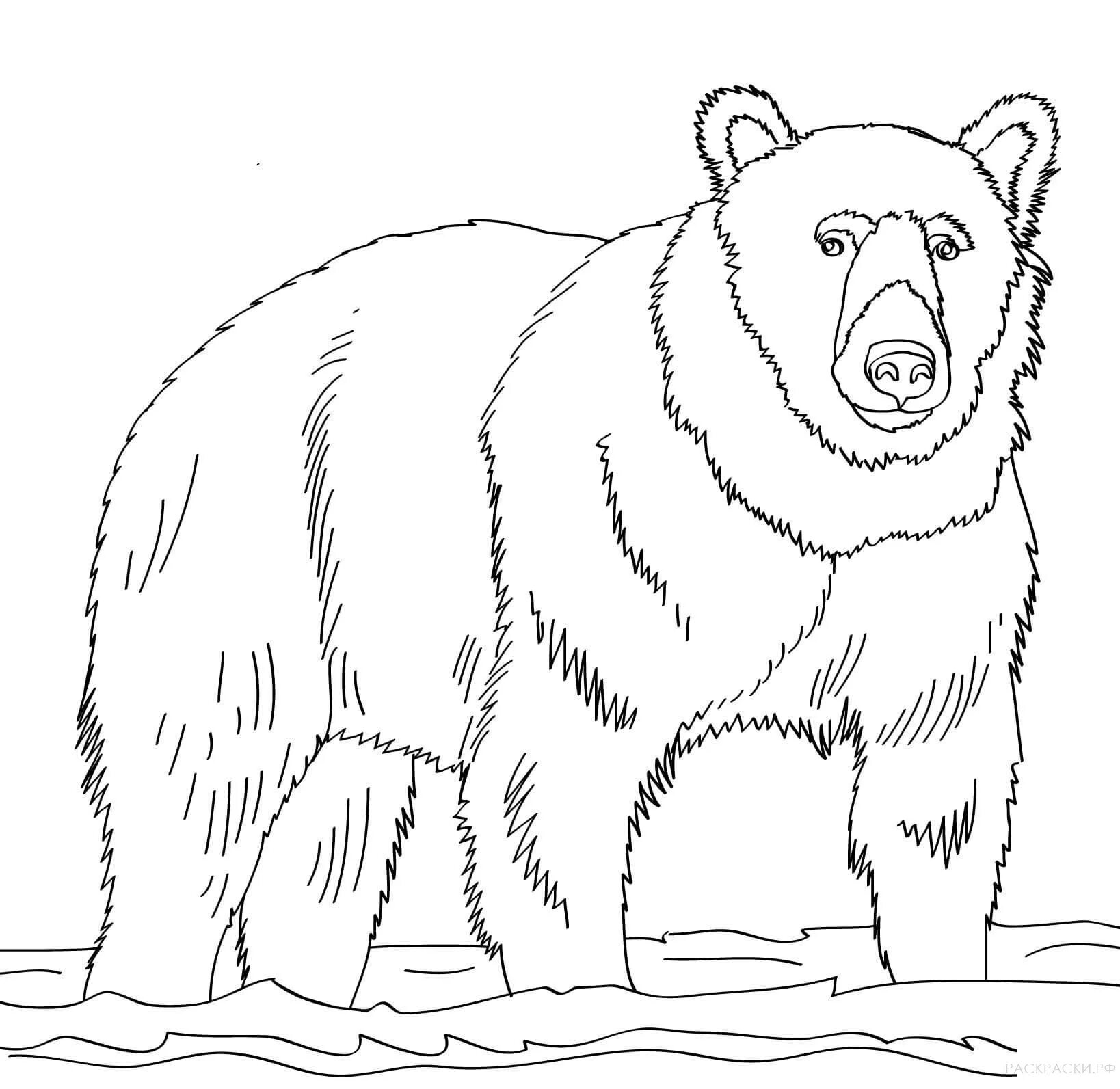 Раскраска медведь для детей 2 3 лет. Гималайский медведь раскраска. Бурый медведь разукрашка. Картинка бурый медведь разукрашка для детей. Медведь раскраска для детей.