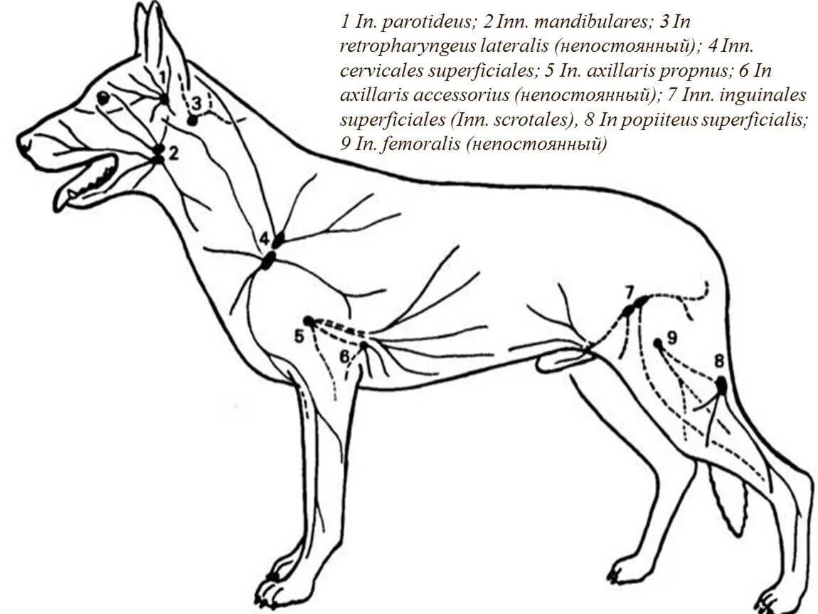 Анатомия собаки лимфатическая система. Лимфатическая система собаки расположение. Подколенный лимфатический узел у собаки. Пальпация лимфатических узлов у собаки. Увеличены лимфоузлы у собаки