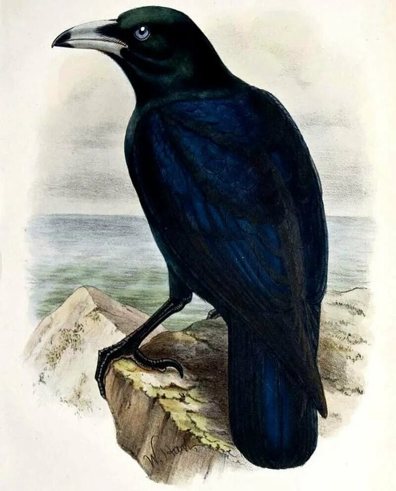 Черный мудрый. Белоклювый ворон. Corvus woodfordi. Ворона. «Мудрый ворон».