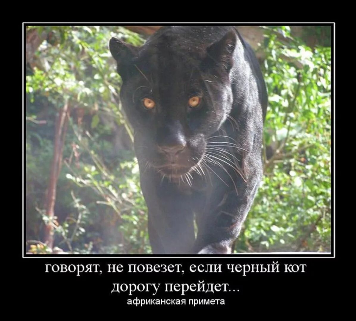 Как говорится как повезет