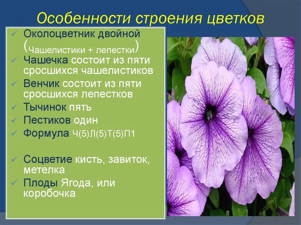 В цветке 5 лепестков и 5 чашелистиков