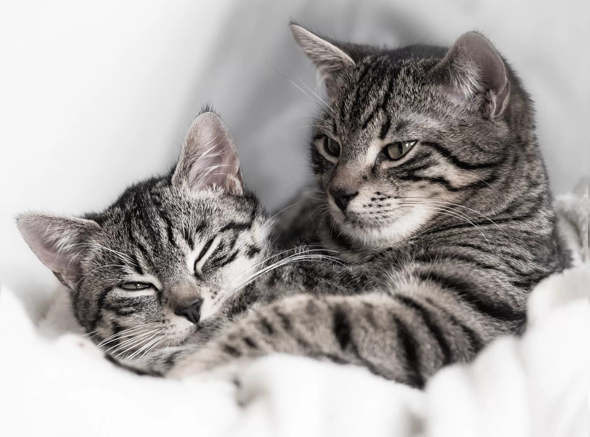 Пару милых кисок. Кошки пара. Серая полосатая кошка. Кошки красивые две. Влюбленные кошки.