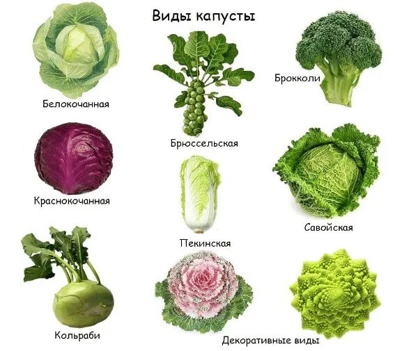 капуста напоминающая. капуста кольраби пикант. крестоцветные брокколи. капуста цветная спаржевая. кольраби.