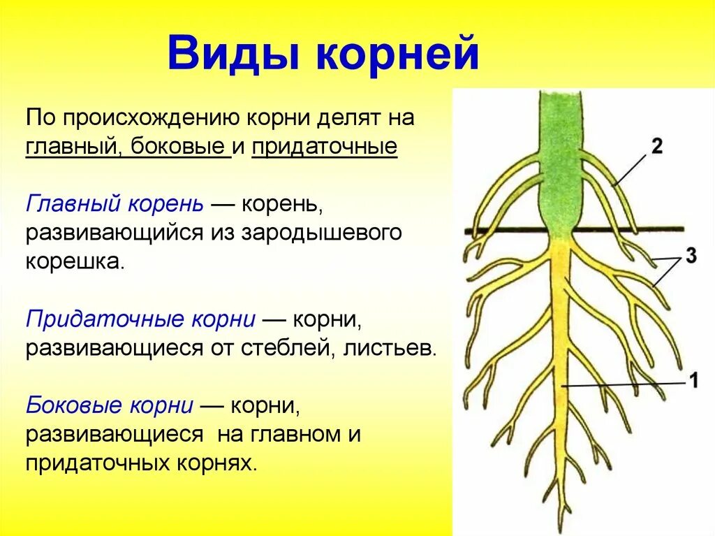 Самостоятельно какой корень. Типы корневых систем у растений 6 класс. Главные боковые и придаточные корни. Строение . Функции . Типы корневых систем.