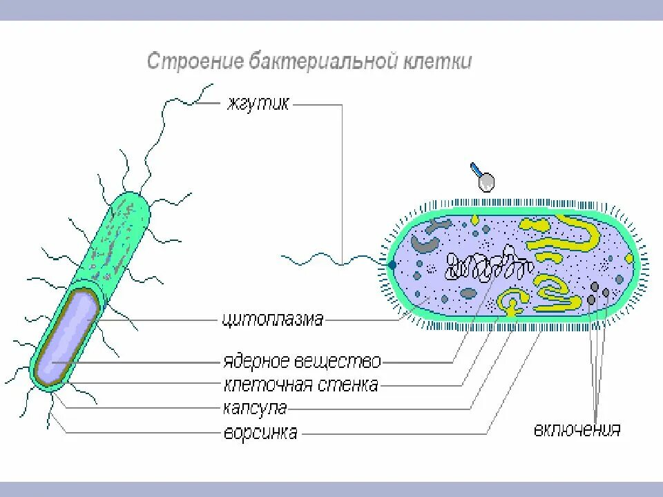 Строение клетки бактерии рисунок