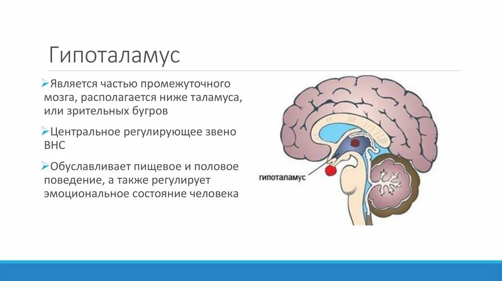 Гипофиз передний мозг. Гипоталамус это часть промежуточного мозга. Гипоталамус таламус гиппокамп. Гипоталамус – расположение, строение, функции. Строение мозга таламус гипоталамус.