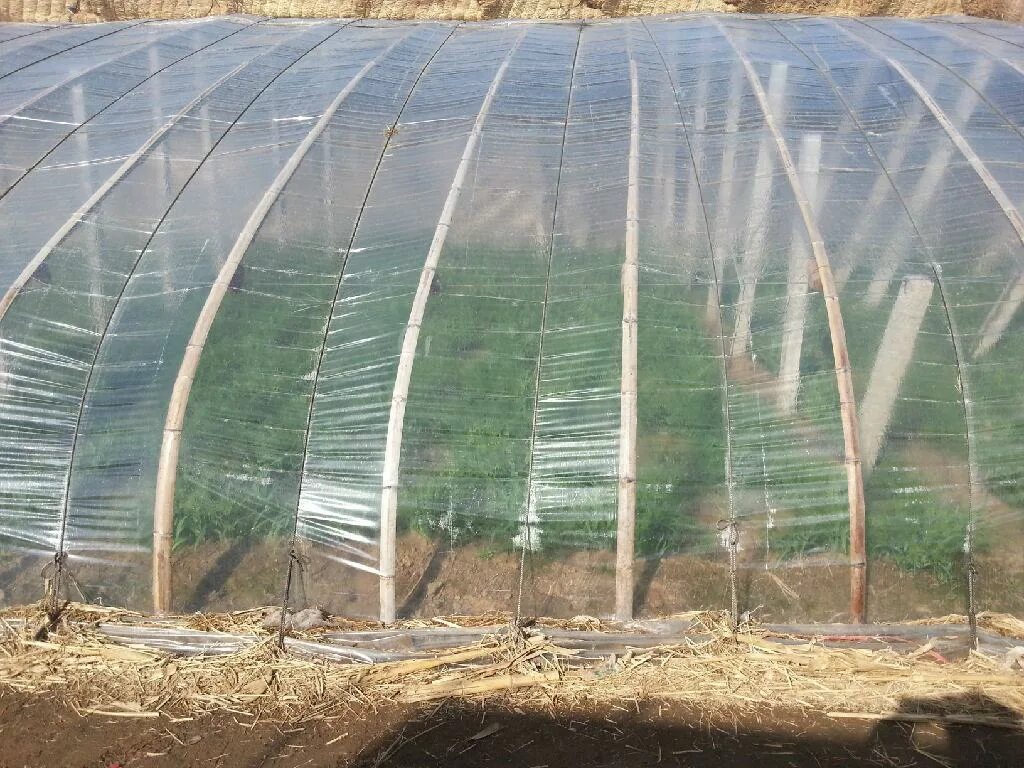 Парник под пленку. Парник пленочный. Парник из укрывного материала с дугами. Парник-туннель сборный, 5х1. 2х0.