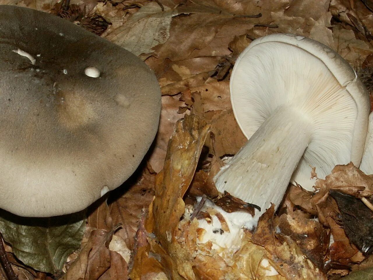 Говорушка восковатая. Говорушка подогнутая (Clitocybe geotropa). Говорушка восковатая гриб. Говорушка ворончатая белая.