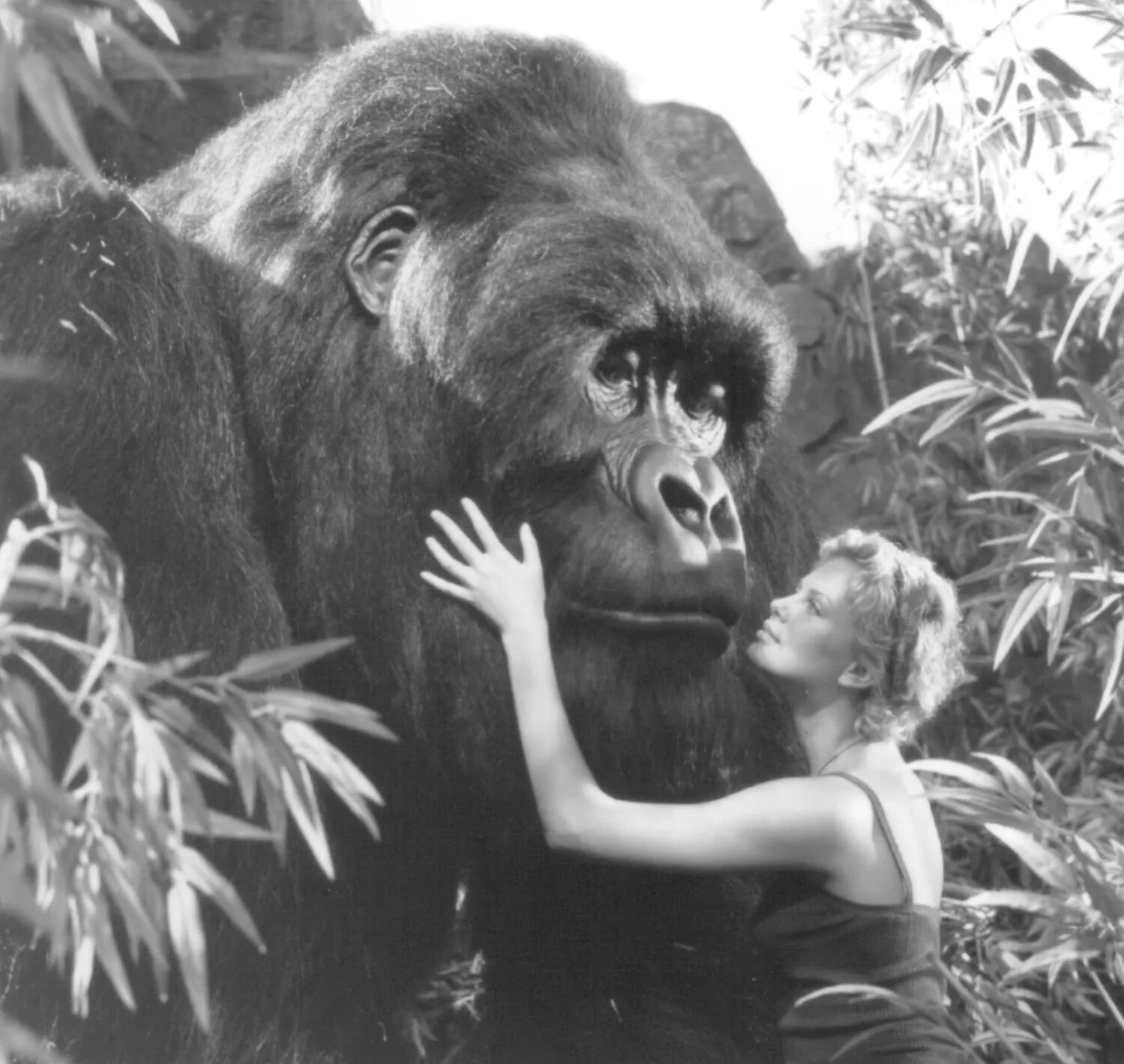 Конг янг. Mighty joe young 1998. шарлиз терон кинг конг. горилла джо. шарлиз терон могучий джо.