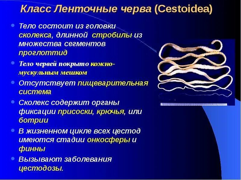 Признаки класса черви. Описание ленточных червей. Признаки класса ленточные черви. Плоские черви ленточные характеристика. Общая характеристика ленточных червей.