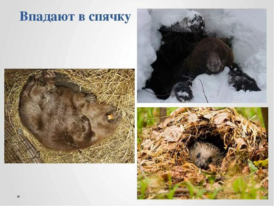 Час вопросов и ответов "Кто прекрасно спит зимой в ямках, норках, под водой?" 20