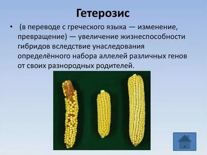 Явление гибридной силы