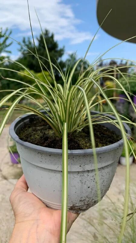 анапский питомник