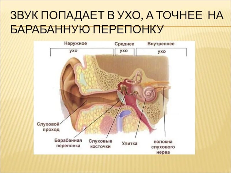 Пришедший звуки. Как передается звук в ухе. Барабанная перепонка улавливает внешние звуки. Как поступает звук в ухо.