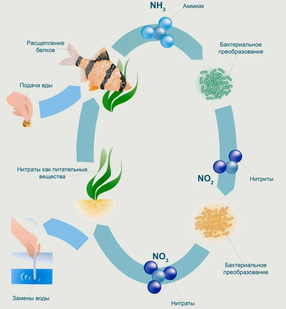 Азот нитраты и нитриты. Азотный цикл схема. Нитратный цикл в аквариуме. Азотный цикл в аквариуме. Цикл в аквариуме нитритов и нитратов.