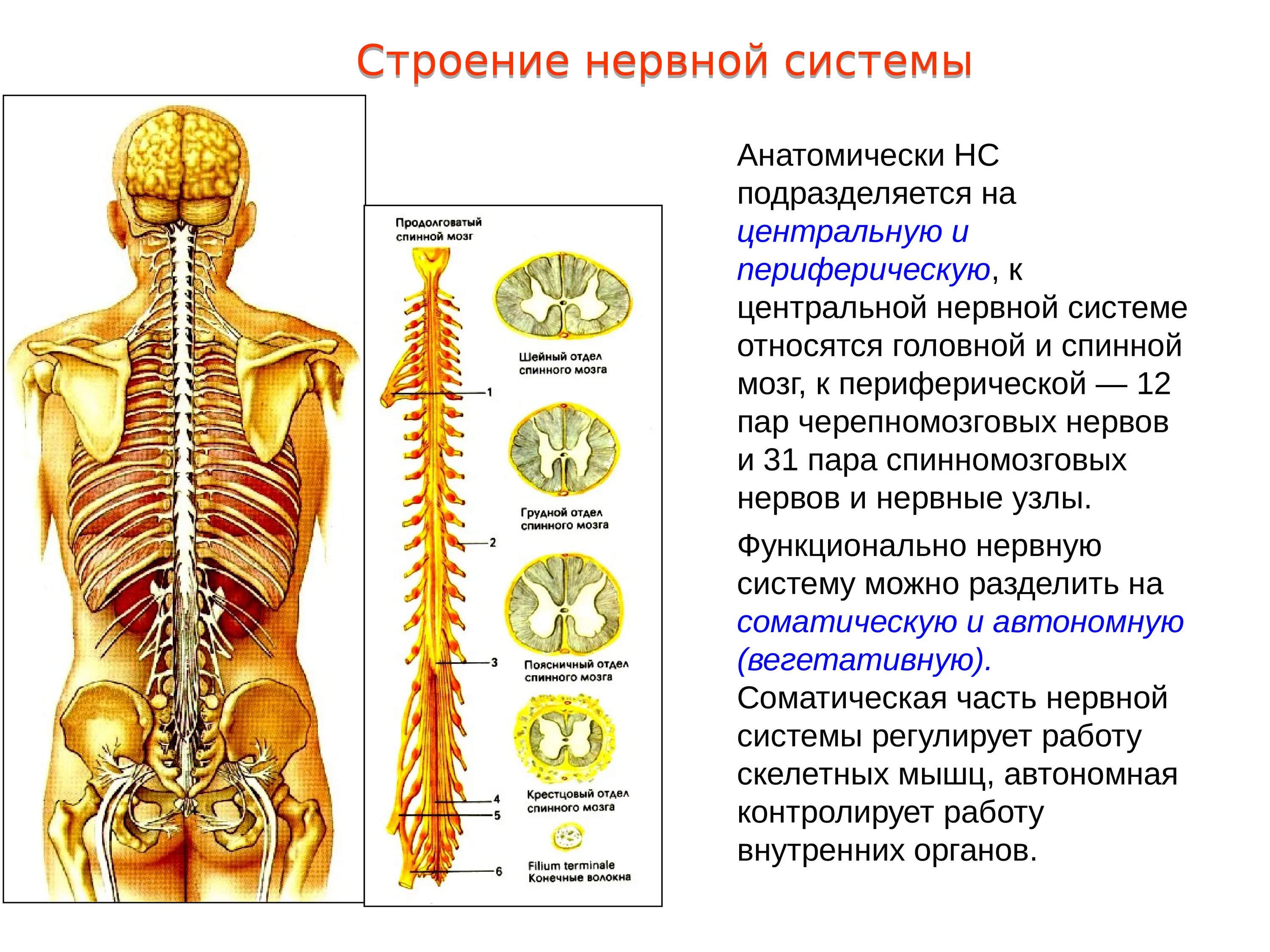 Центральная нервная система анатомия. Нервная система спинной мозг кратко анатомия. Строение нервной системы нервная система ЦНС периферическая. К ЦНС относятся органы нервной системы. Центральная нервная система строение и функции спинного мозга.