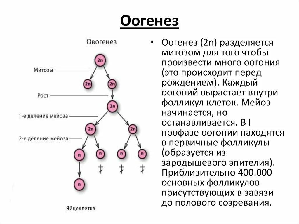 Гаметогенез растений схема. Гаметогенез у цветковых растений. Формирование гамет. Строение гамет человека. Для успешного слияния гамет и образования