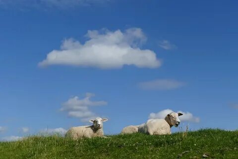 Sheep more