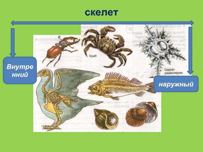 Скелет краба. Внешний и внутренний скелет. Наружный скелет. Наружный и внутренний скелет у животных. Внешний скелет и наружный.