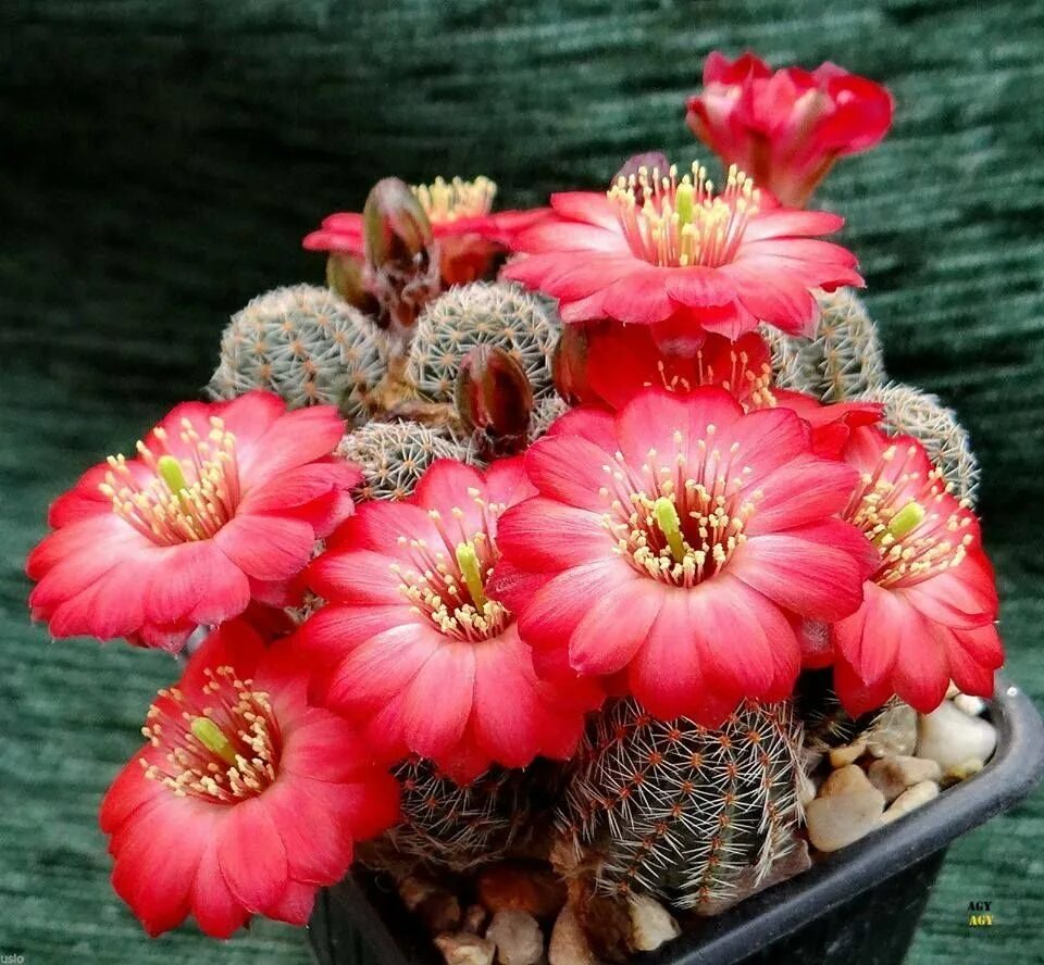 Самый красивый цветок кактуса. Необычные комнатные цветы. Эхинопсис spiniflora. Copiapoa maritima. Кактус грандипахус.