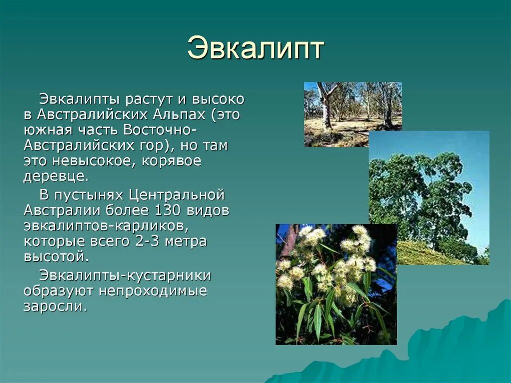 Эвкалипт растет в россии. Эвкалипт эндемик Австралии. Растительный мир Австралии эвкалипт. Эндемичные растения эвкалипт. Растения растущие только в Австралии.