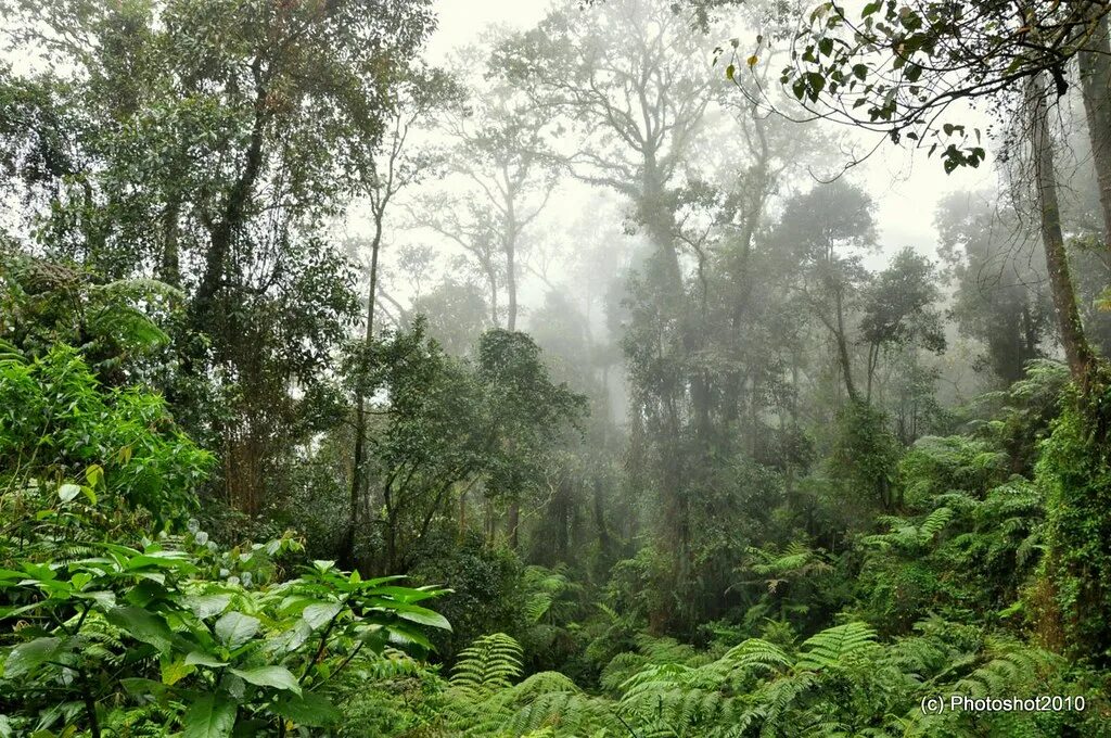 Природная зона тропические леса. Тангалле дождевой лес. Дождевые леса Юго-Восточной Азии. Ричардс тропический дождевой лес. Влажные вечнозелёные тропические леса Бали.