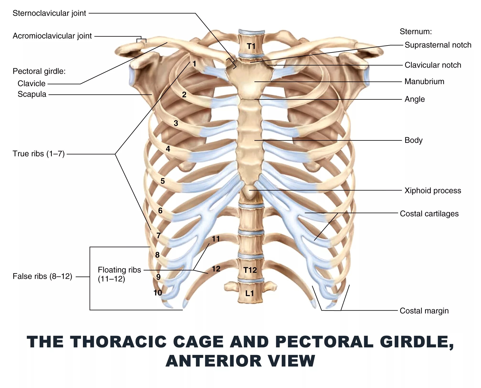 Ребра и Грудина анатомия. Скелет грудной клетки. Скелет ребра. Скелет грудной клетки человека. Левое и правое ребро