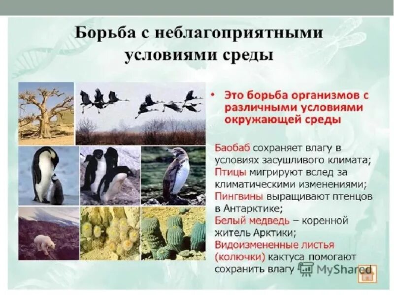 Связь массовых заболеваний рабочих с неблагоприятными условиями. Борьба с неблагоприятными условиями среды. борьба с неблагоприятными факторами. борьба за существование с неблагоприятными условиями. борьба с неблагоприятными условиями примеры.