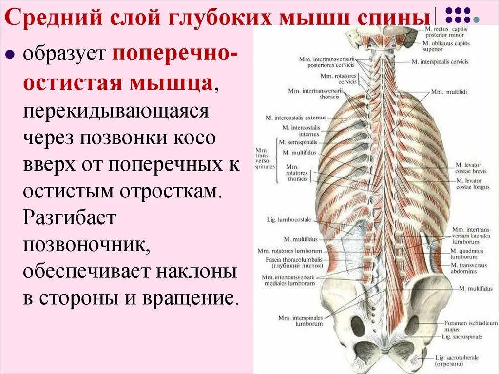 Глубокие спинные. Функция поперечно-остистой мышцы спины:. Мышцы спины глубокий слой анатомия. Глубокие мышцы спины Синельников. Мышцы спины 1 слой.