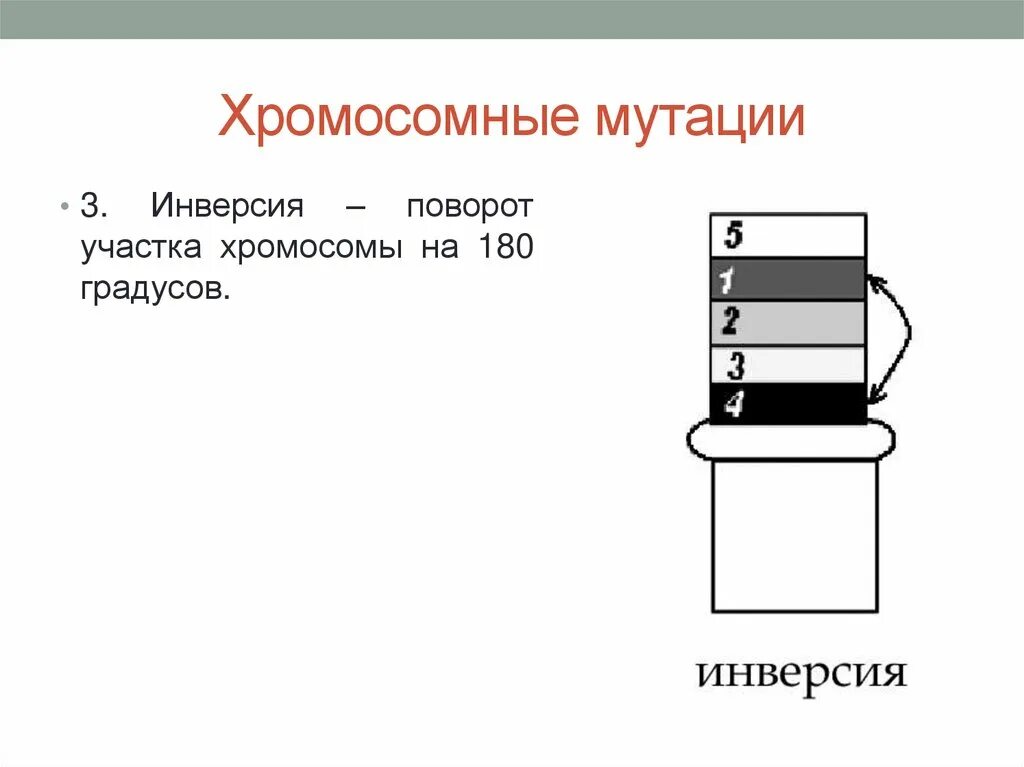 Поворот участка хромосомы на 180° - это…. Поворот участка хромосомы на 180 градусов. Поворот участка хромосомы на 180 гр. Поврот учатска хромомосмы на 180 град. Поворот участка на 180 градусов