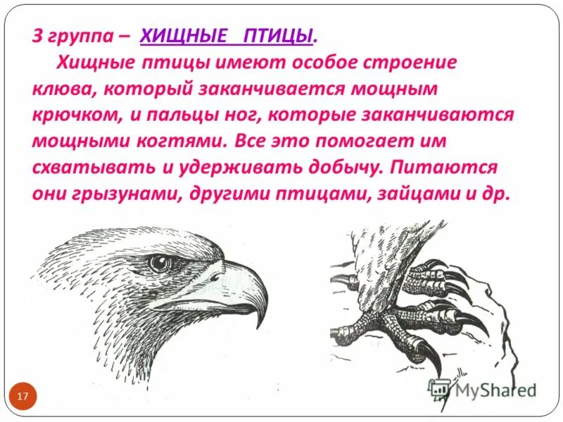 Строение хищных птиц. Особенности строения хищных птиц. Признаки дневных хищных птиц. Дневные хищники птицы строение. Внутреннее строение орла