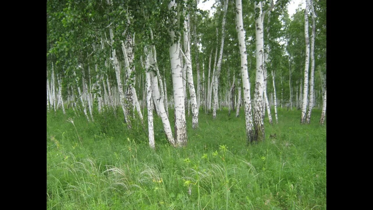 Эх березы. Шум берез. Шумите березы Сябры. Вершинный шум берез. Шум берёз фото.