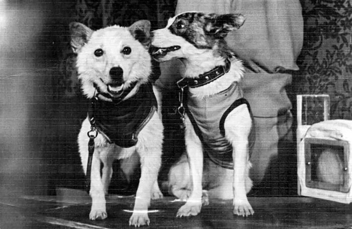 Собаки белка и стрелка в космосе фото. Белка и стрелка космонавты. Гагарин и белка и стрелка. Лайка белка и стрелка. Космос Гагарин белка и стрелка.