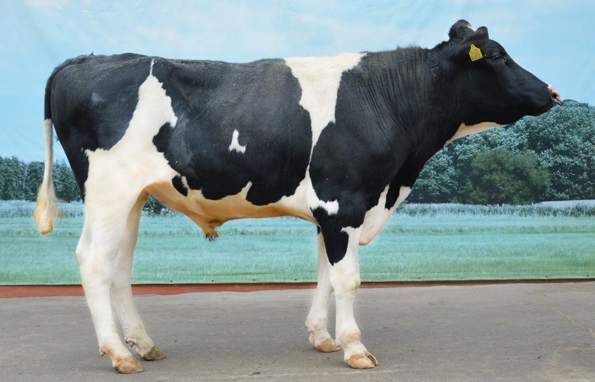 симментальская порода коров. голштинская порода быков. бык рубикон айрширская порода. молоко быка. сельские коровы и быки.