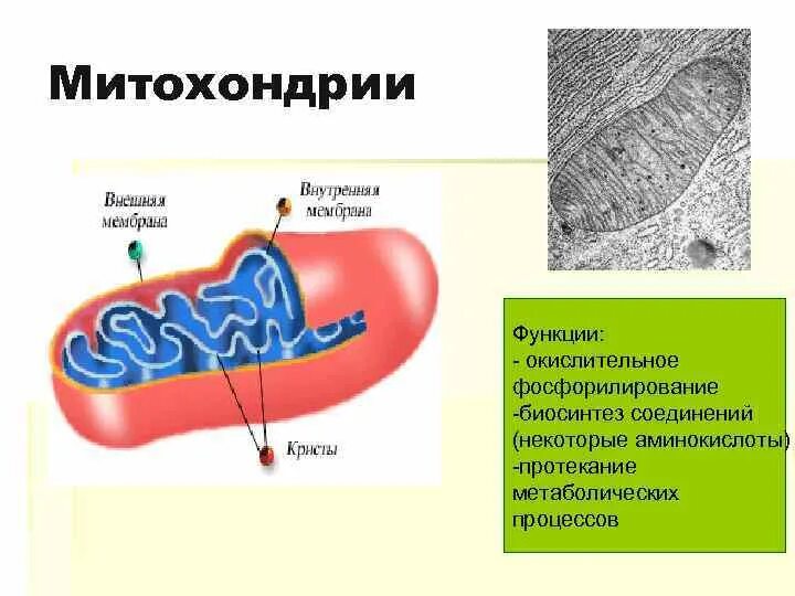 Функции митохондрий 1. Функции митохондрии в структуре клетки. Митохондрии структура и функции. Строение митохондрии и его функции.