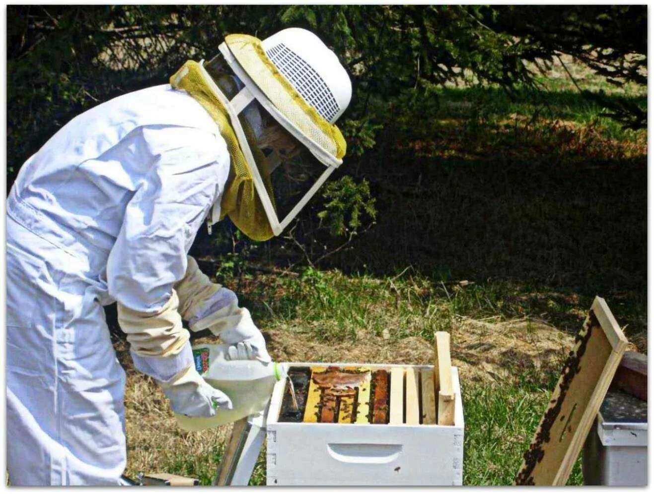 Пчеловодство. Пасека осенью. Пчелы пасека. Подкорм пчел. Весенняя подкормка пчел сиропом