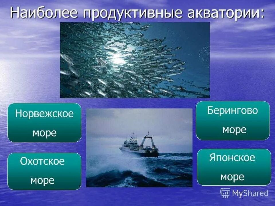 Самые продуктивные моря. Характеристика мирового океана. Биологических ресурсов мирового океана. Биологические ресурсы океана. Самые продуктивные моря.