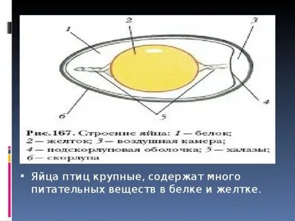 Яйцо питательные вещества