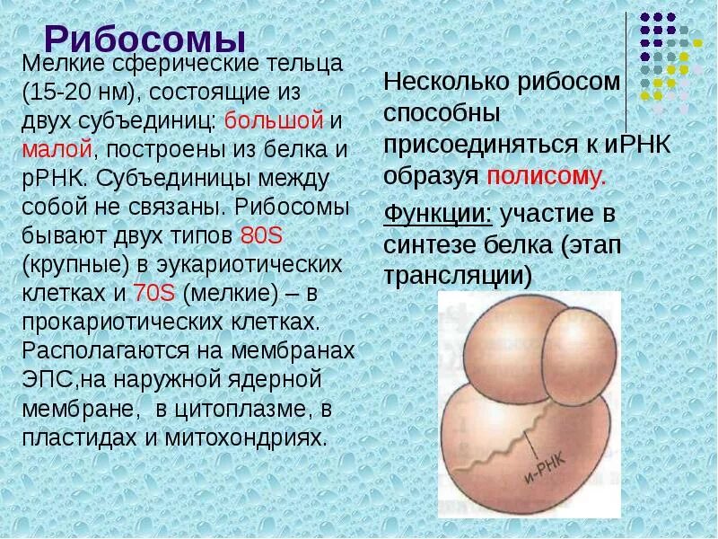 Клеточный центр состоит из двух субъединиц. Строение малой субъединицы рибосом. большая субъединица рибосомы строение. структура клетки рибосома. строение рибосомы субъединицы.