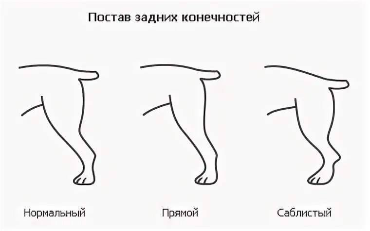 Постав