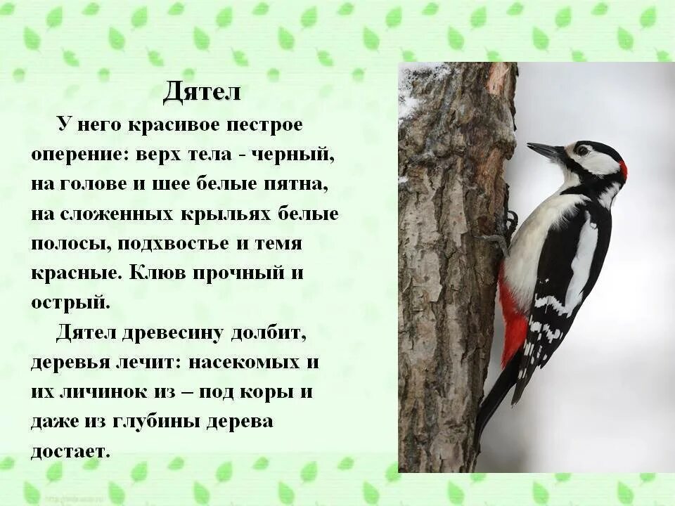 Описание птицы дятел 2 класс. Описание птицы дятла кратко. Описание птицы дятел 3 класс. Дятел описание для детей.