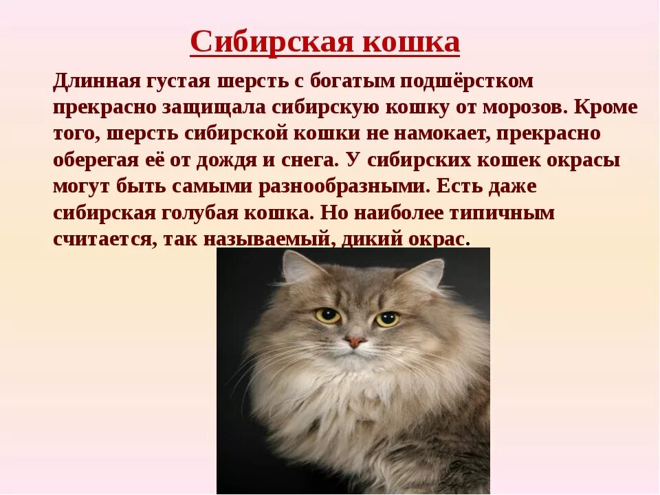 Описание домашнего кота 2 класс. Сибирская кошка доклад. Описание породы кошек Сибирская кошка. Описание кота. Сибирская кошка характер.