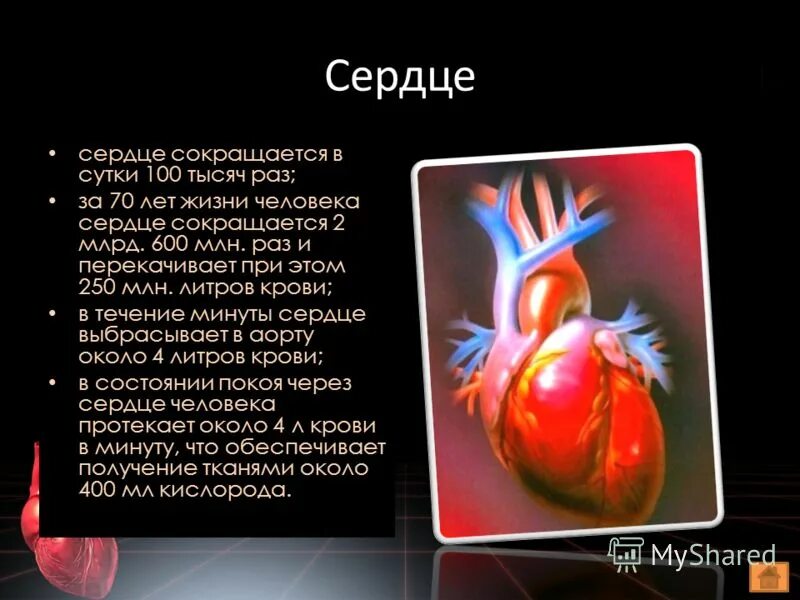 В среднем сердце сокращается. В среднем сердце сокращается