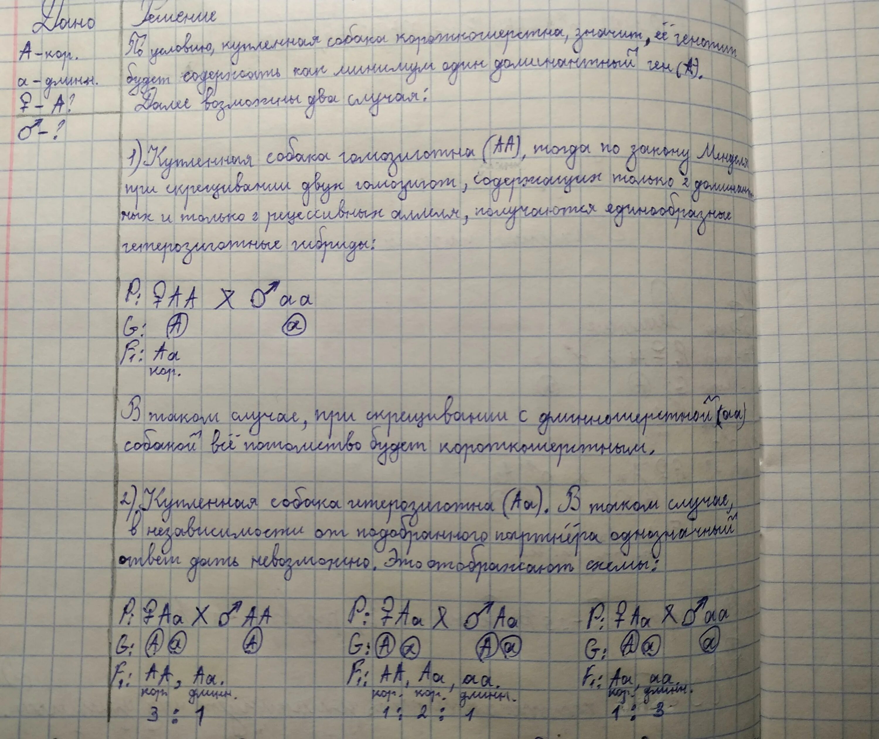 У собак короткая шерсть доминирует над длинной. У собак короткая шерсть доминирует над длинной охотник. Длина короткая шерсть длинная шерсть. У собак черная шерсть доминирует над коричневой. У собак жесткая шерсть доминантна