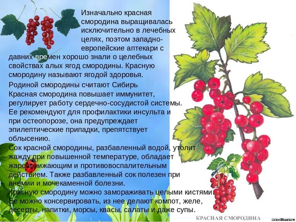 Можно есть красную. Смородина красная. Информация про смородину. Лекарственные кустарники смородины. Полезные качества смородины.