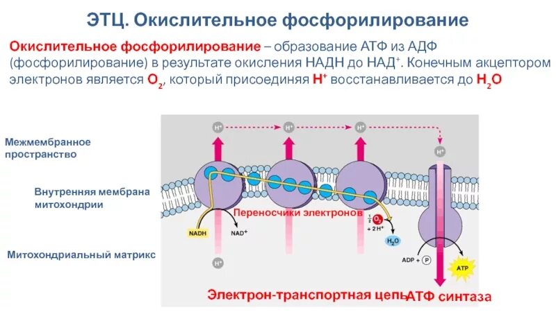 Происходит синтез атф за счет энергии электрохимического. Окислительное фосфорилирование схема. Общая схема окислительного фосфорилирования. Окислительное фосфорилирование в митохондриях. Окислительное фосфорилирование АТФ В АДФ.