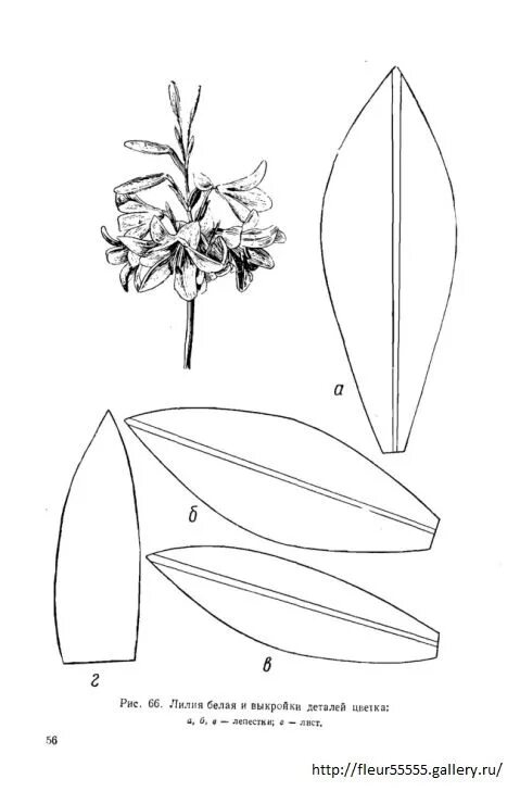 Форма листьев лилии. Лекала лепестков лилии. Листья лилии из фоамирана. Трафарет лилии из фоамирана. Выкройка цветка лилии.